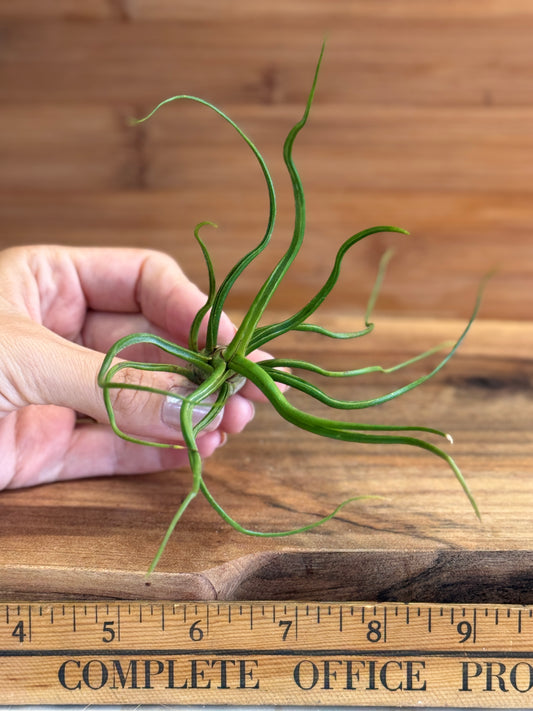 Tillandsia bulbosa Medium Air Plant - Unique Sculptural Air Plant with Bulb-like Base and Twisting Green Leaves - Ideal for Indoor Use - Requires Bright Indirect Light and Moderate Humidity