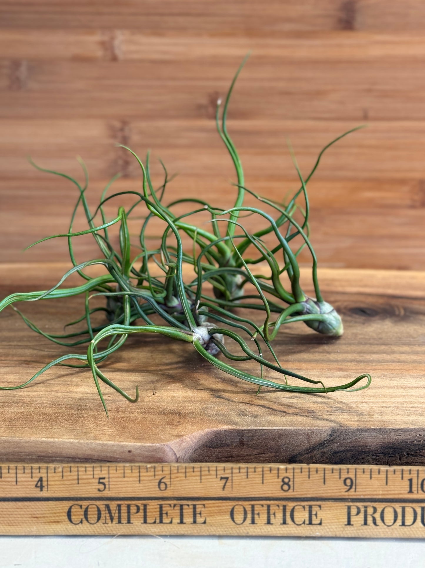 Tillandsia bulbosa Medium Air Plant - Unique Sculptural Air Plant with Bulb-like Base and Twisting Green Leaves - Ideal for Indoor Use - Requires Bright Indirect Light and Moderate Humidity