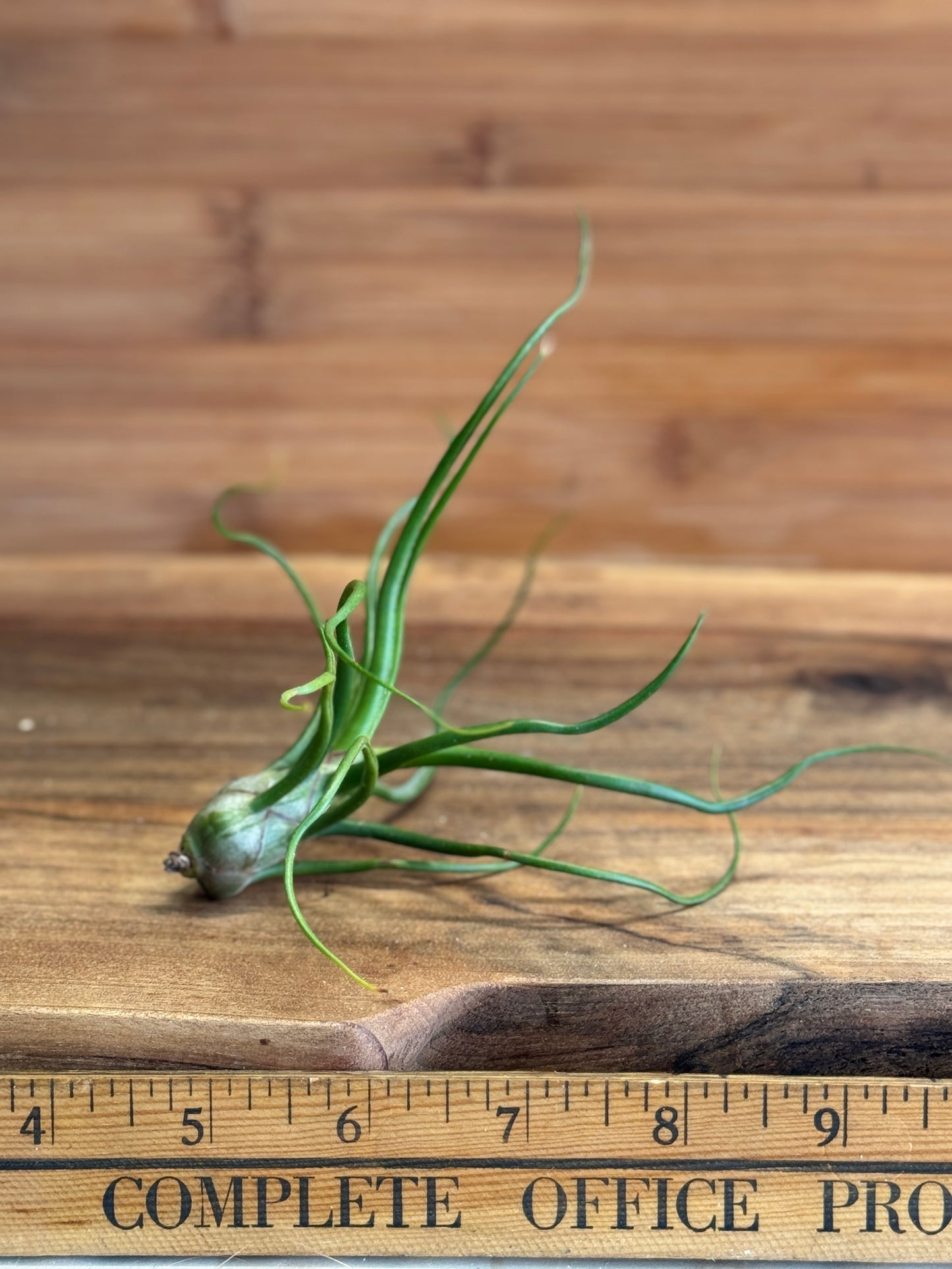 Tillandsia bulbosa Medium Air Plant - Unique Sculptural Air Plant with Bulb-like Base and Twisting Green Leaves - Ideal for Indoor Use - Requires Bright Indirect Light and Moderate Humidity