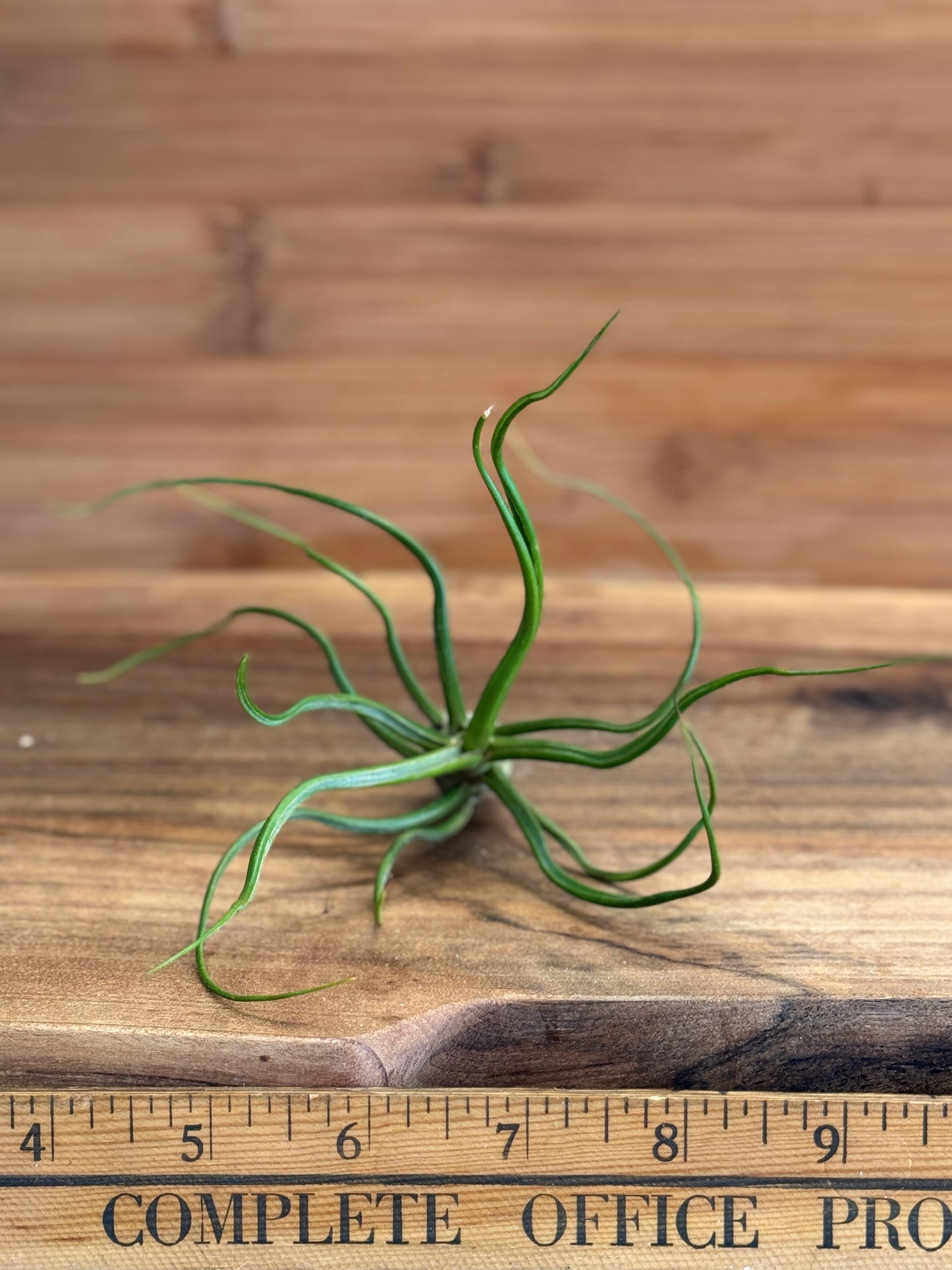 Tillandsia bulbosa Medium Air Plant - Unique Sculptural Air Plant with Bulb-like Base and Twisting Green Leaves - Ideal for Indoor Use - Requires Bright Indirect Light and Moderate Humidity