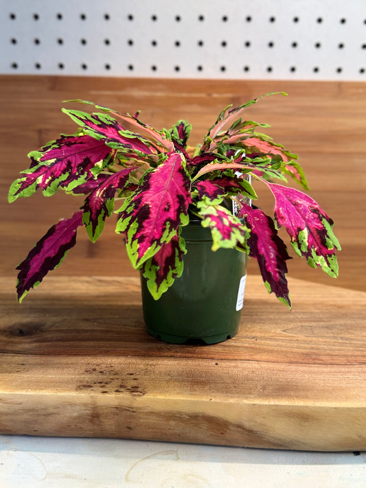 Coleus Spitfire 4 inch
