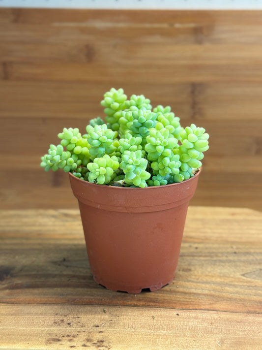 Burro’s Tail (Sedum morganianum) 4 inch