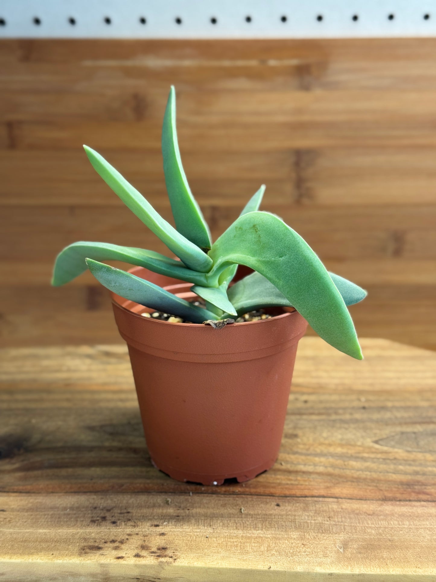 Propeller Plant (Crassula perfoliata var. falcata) 4 inch