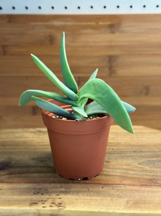 Propeller Plant (Crassula perfoliata var. falcata) 4 inch