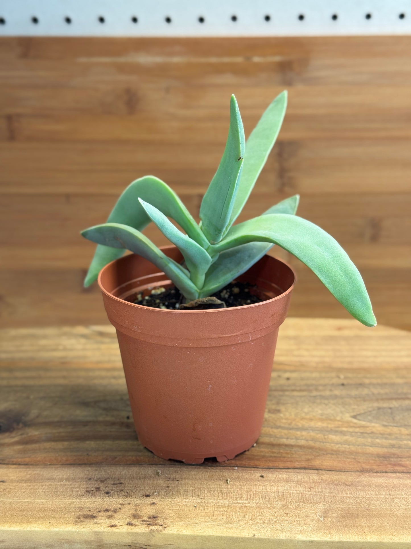 Propeller Plant (Crassula perfoliata var. falcata) 4 inch