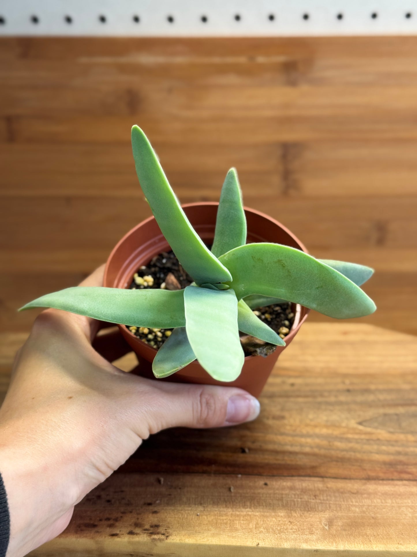 Propeller Plant (Crassula perfoliata var. falcata) 4 inch