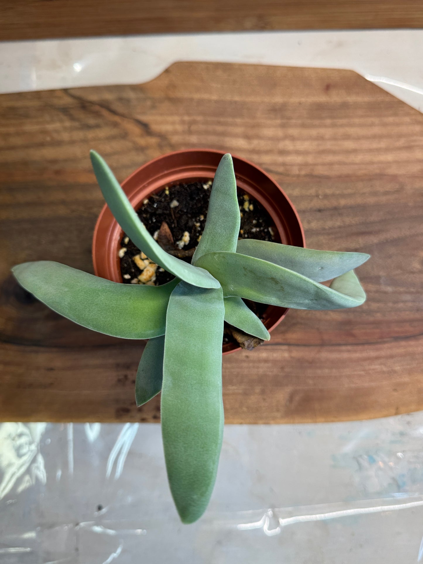 Propeller Plant (Crassula perfoliata var. falcata) 4 inch