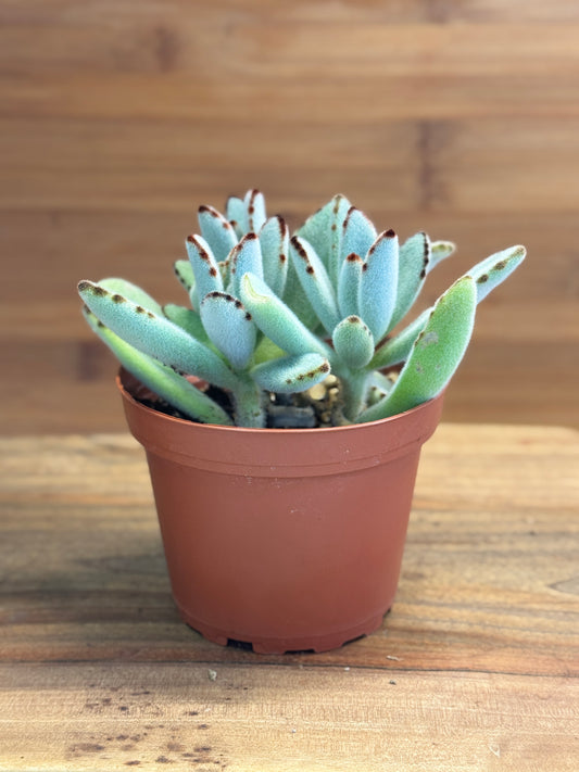 Chocolate Soldier (Kalanchoe tomentosa) 4 inch