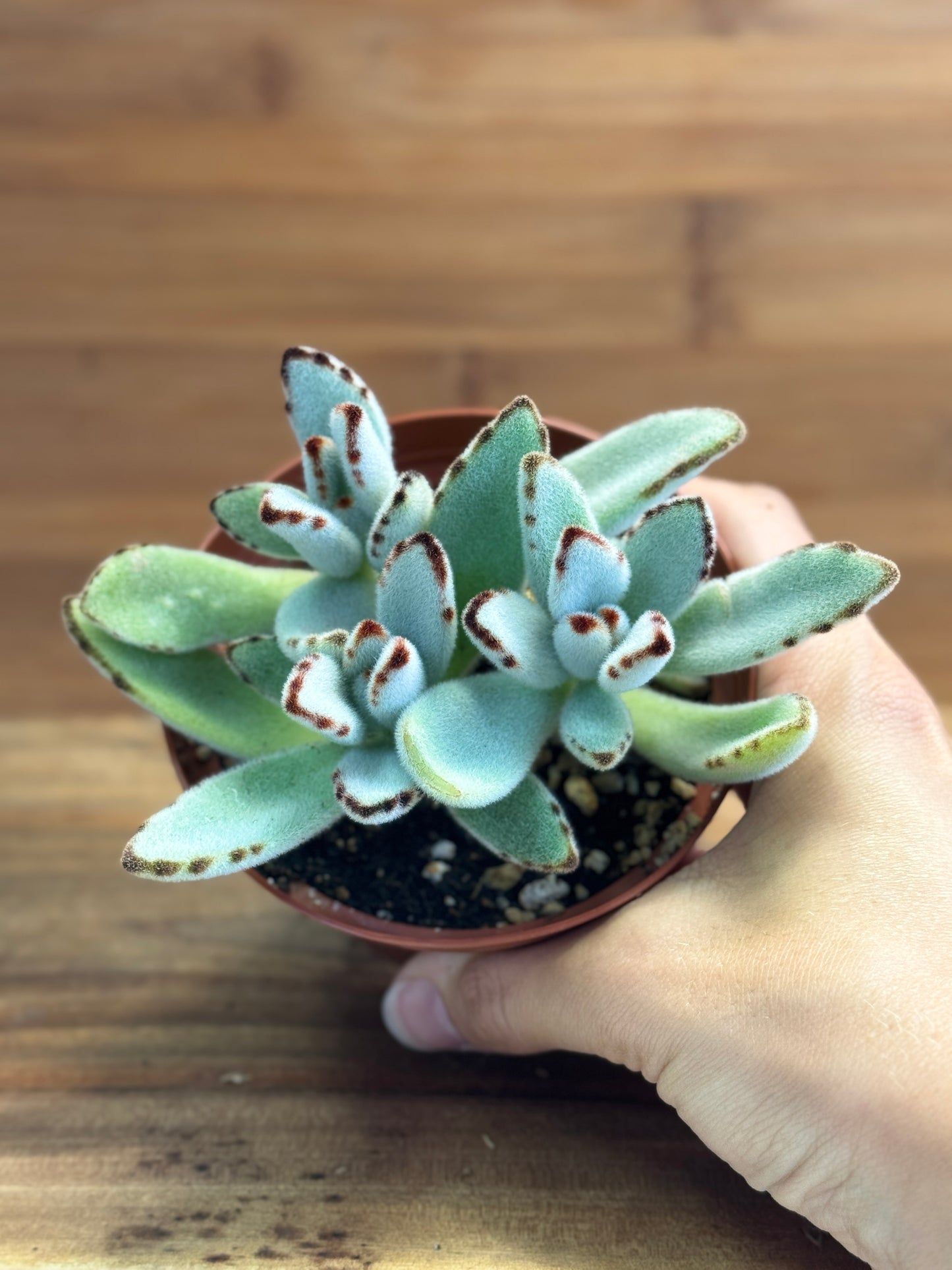 Chocolate Soldier (Kalanchoe tomentosa) 4 inch