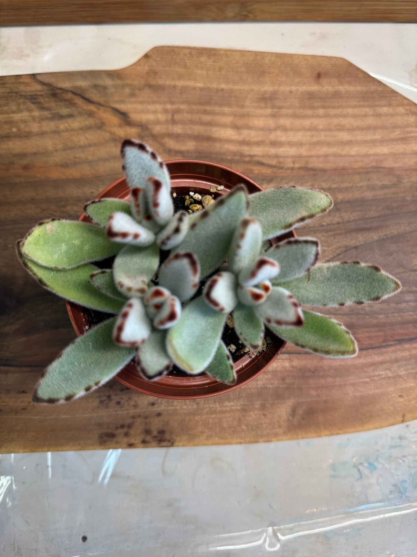 Chocolate Soldier (Kalanchoe tomentosa) 4 inch