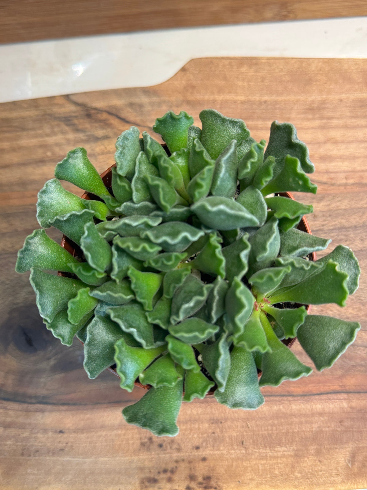 Crinkle Leaf Raspberry Adromischus cristatus (Crinkle-Leaf Plant) 4 inch – PLNTSHP.COM