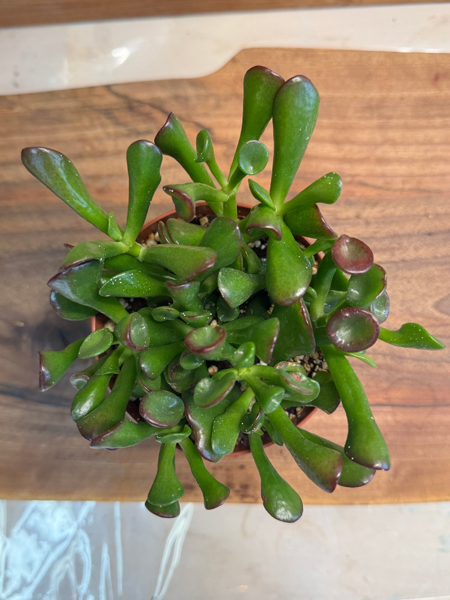 Ogre’s Ear (Crassula ovata ‘Gollum’) 4 inch