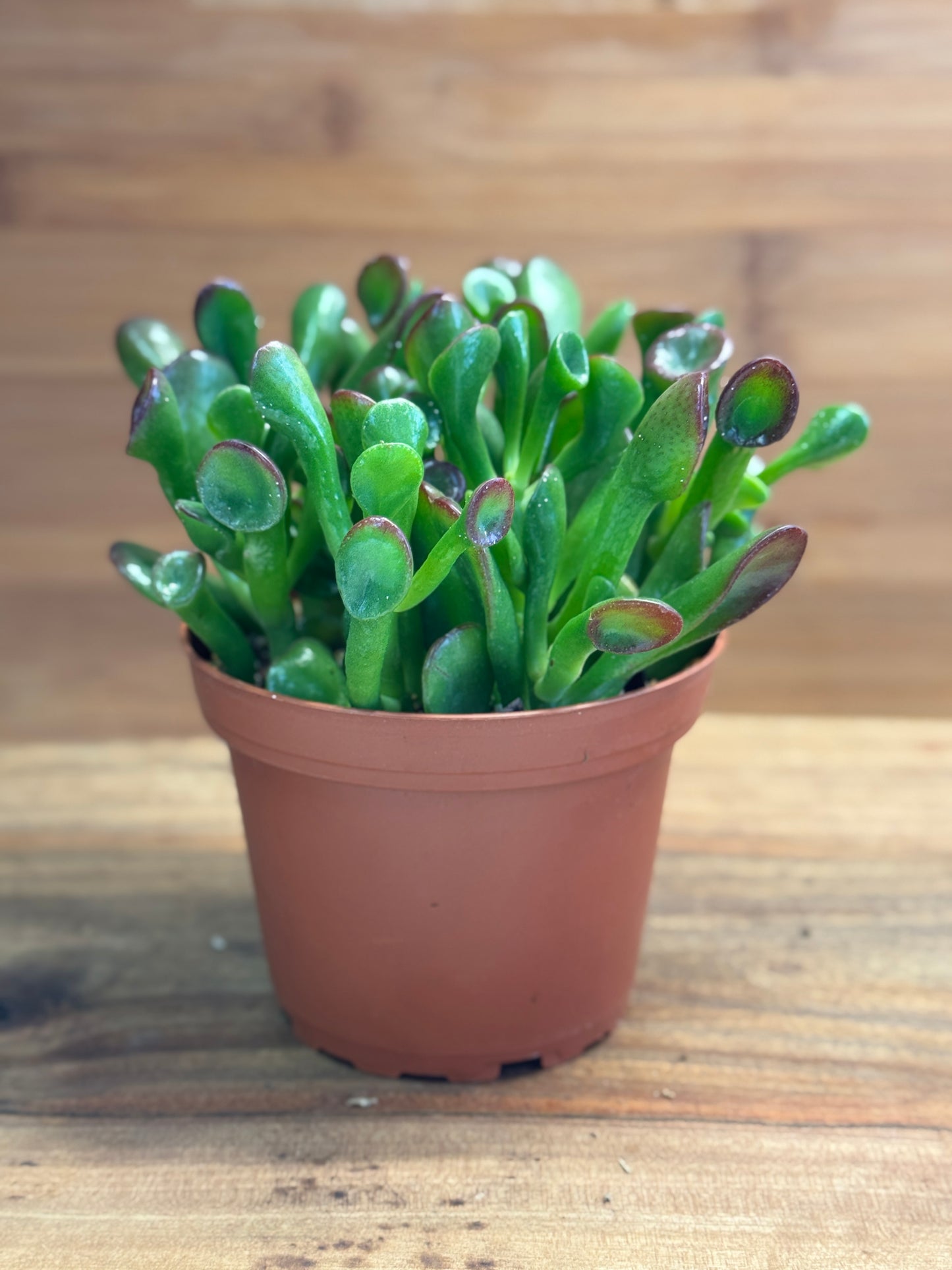 Ogre’s Ear (Crassula ovata ‘Gollum’) 4 inch