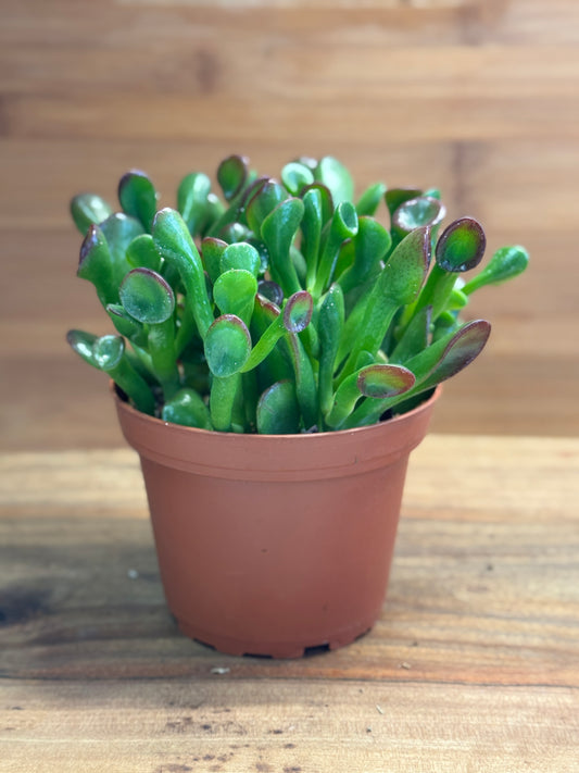 Ogre’s Ear (Crassula ovata ‘Gollum’) 4 inch