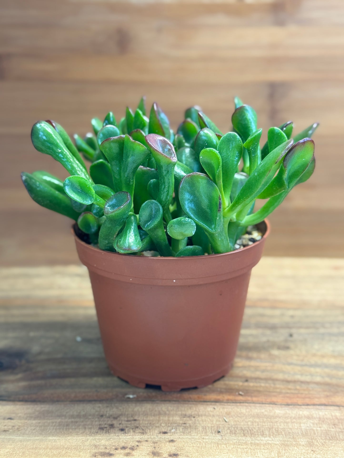 Ogre’s Ear (Crassula ovata ‘Gollum’) 4 inch