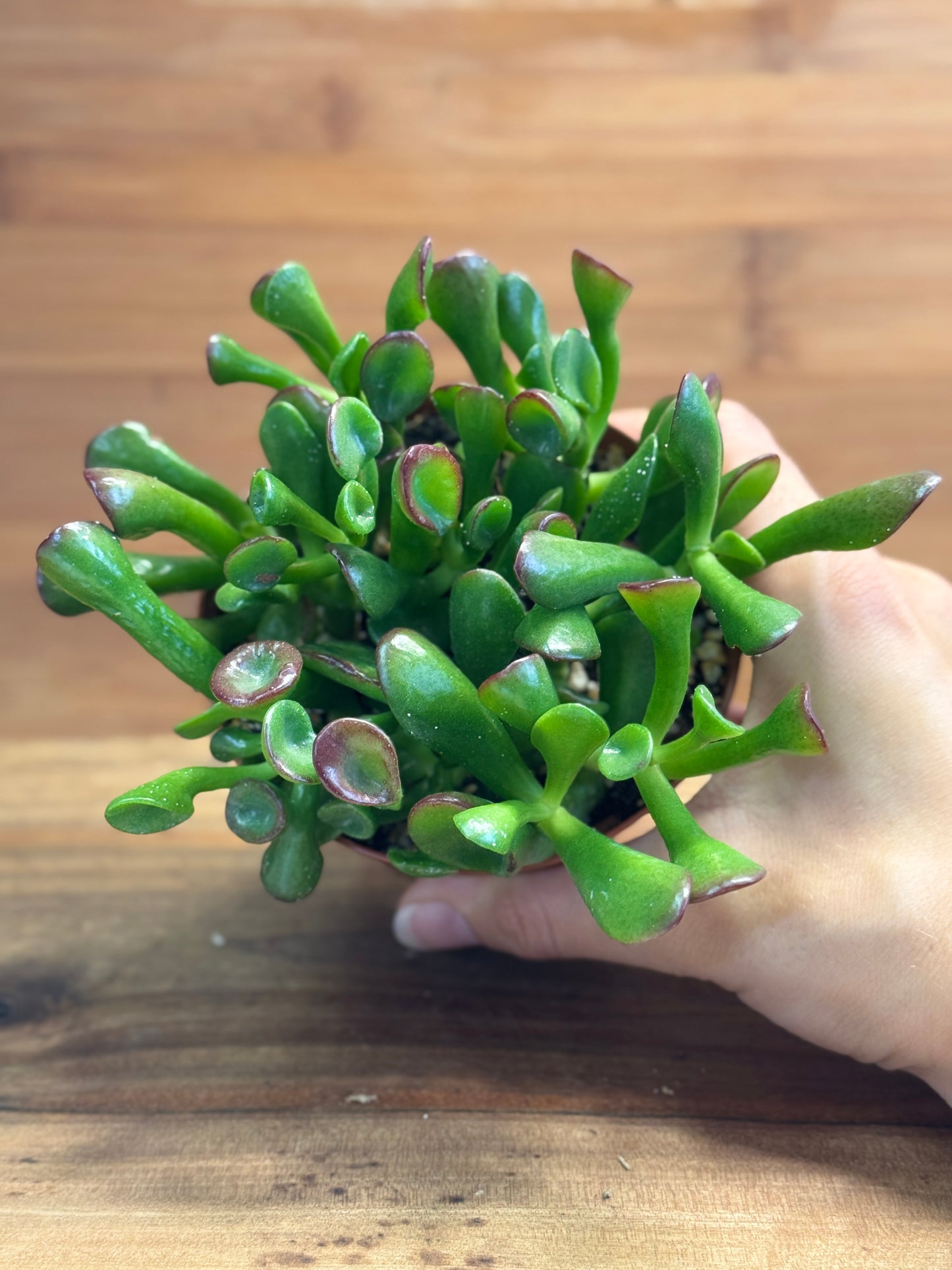 Ogre’s Ear (Crassula ovata ‘Gollum’) 4 inch
