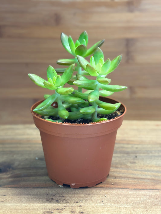 Jelly Bean Plant (Sedum rubrotinctum) 4 inch
