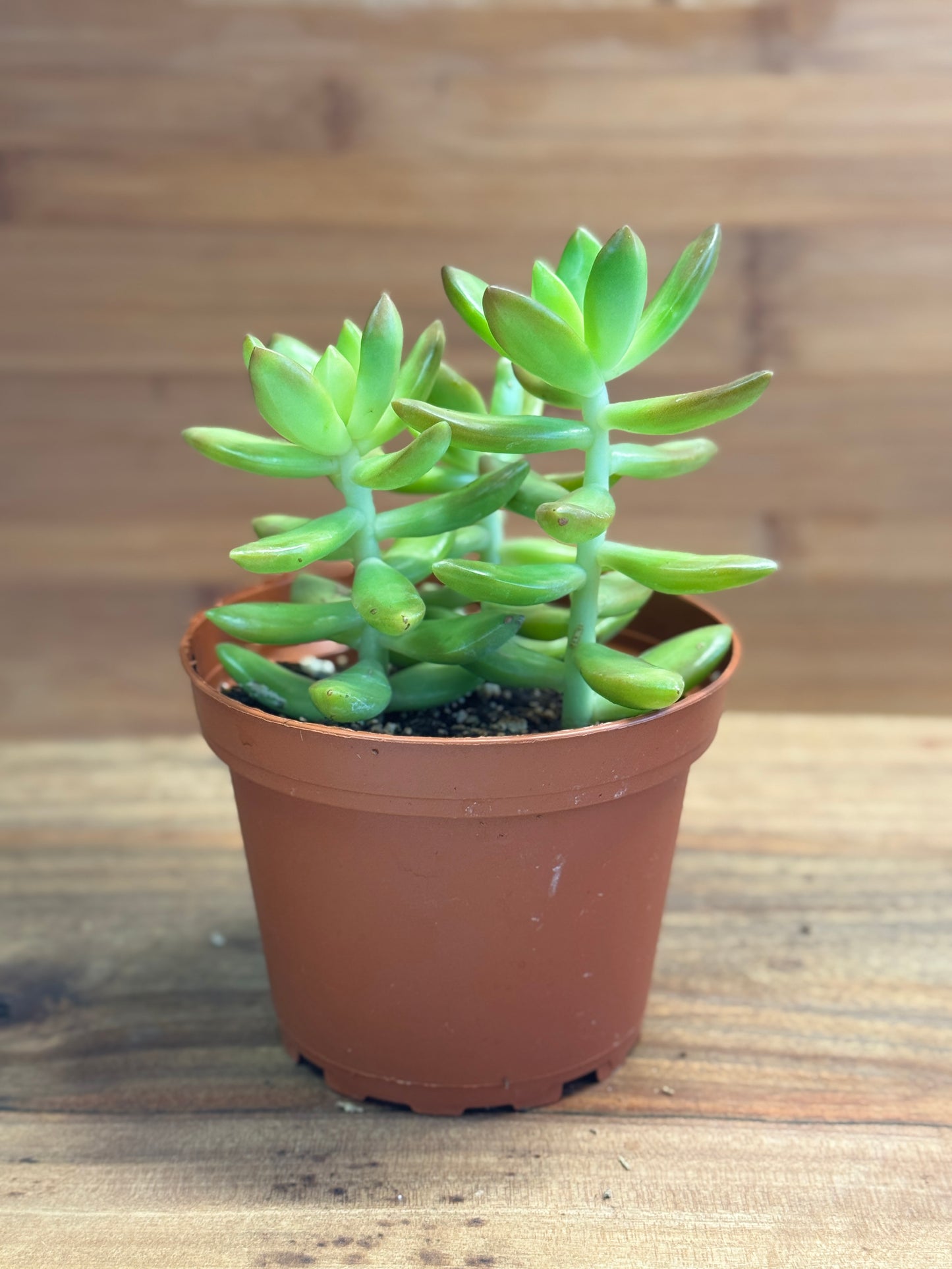 Jelly Bean Plant (Sedum rubrotinctum) 4 inch