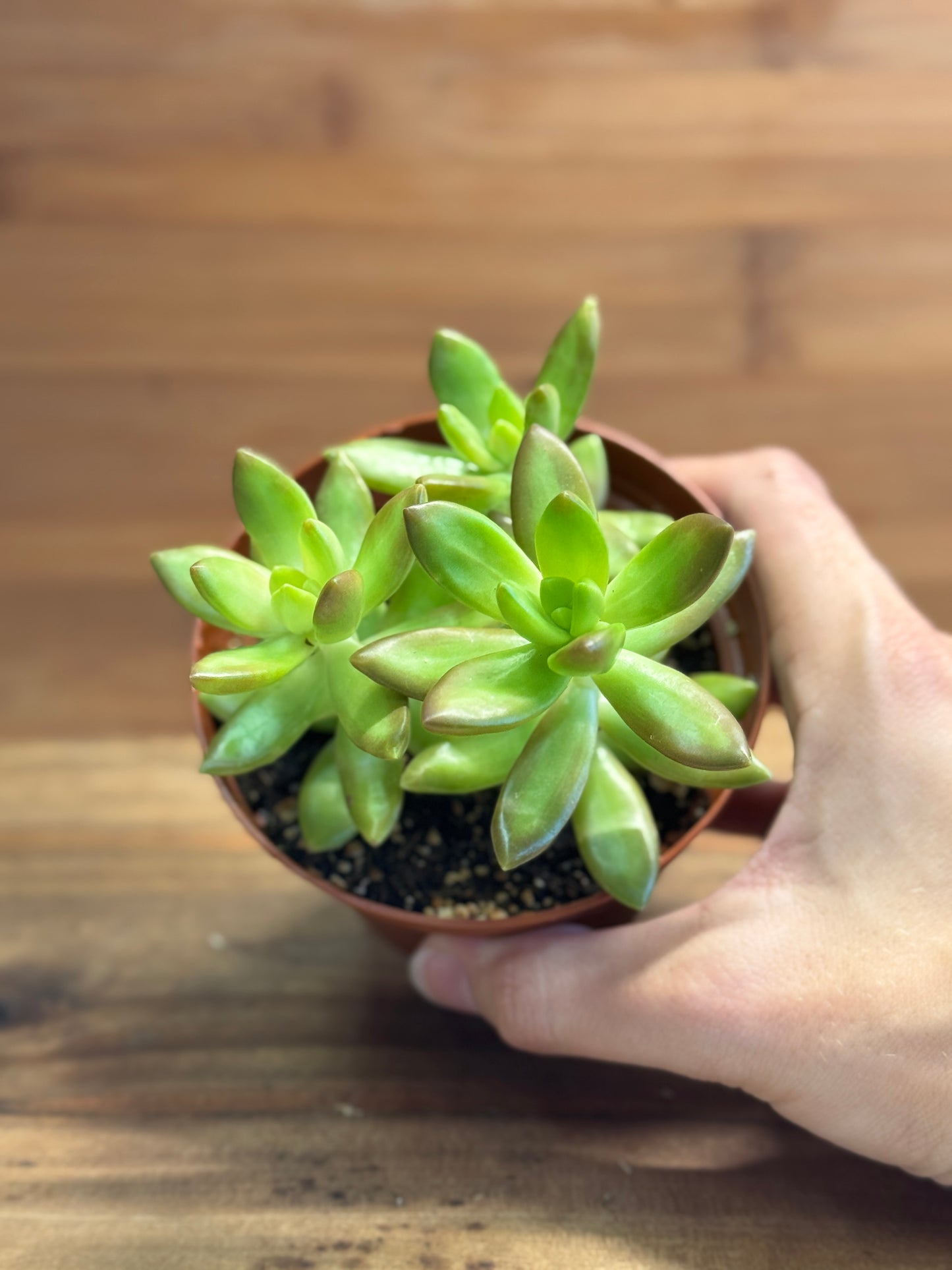 Jelly Bean Plant (Sedum rubrotinctum) 4 inch