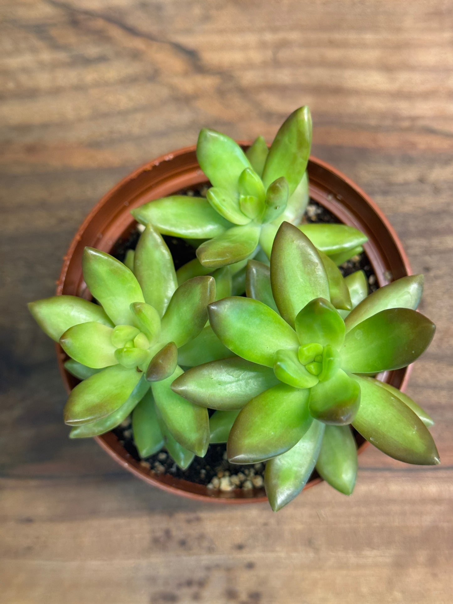 Jelly Bean Plant (Sedum rubrotinctum) 4 inch