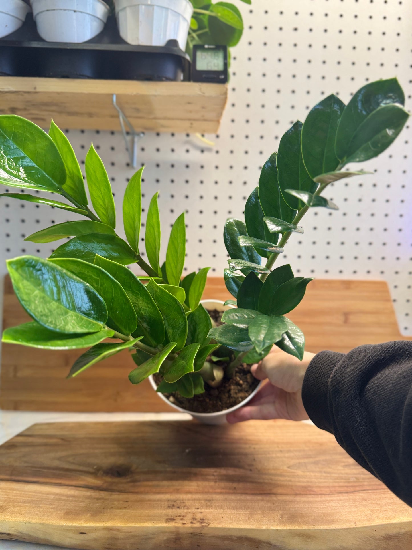 ZZ Plant (Zamioculcas zamiifolia) 6 inch