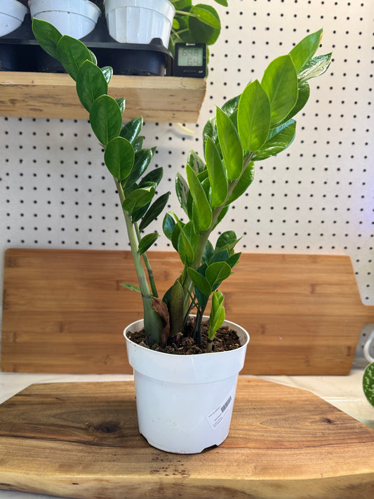 ZZ Plant (Zamioculcas zamiifolia) 6 inch