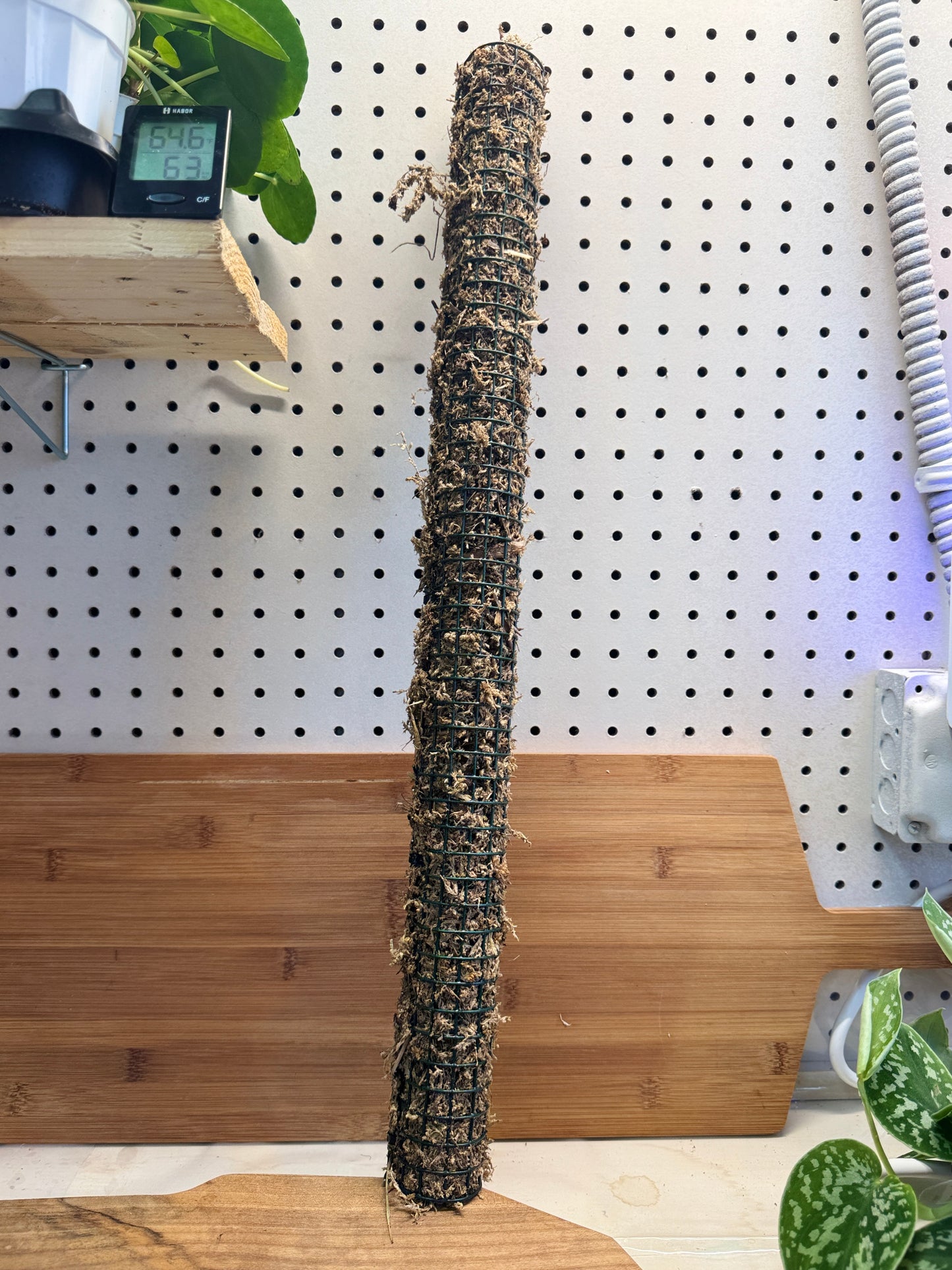 Moss Pole- 24 inch