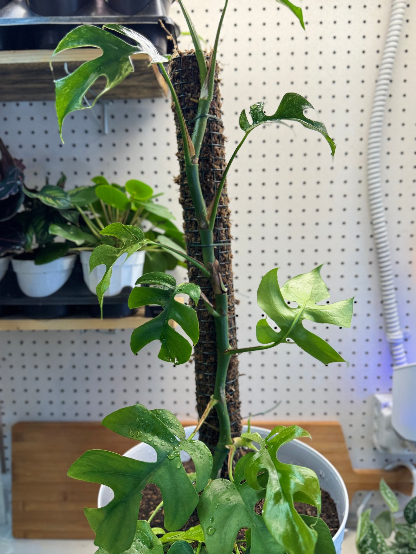 Moss Pole- 24 inch