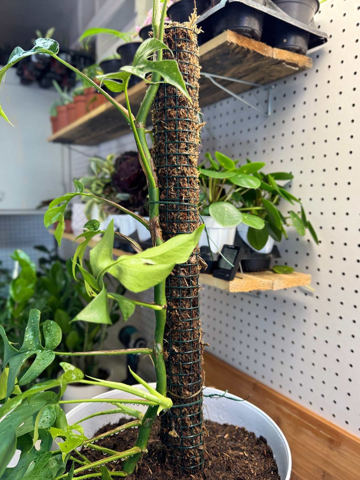 Moss Pole- 24 inch