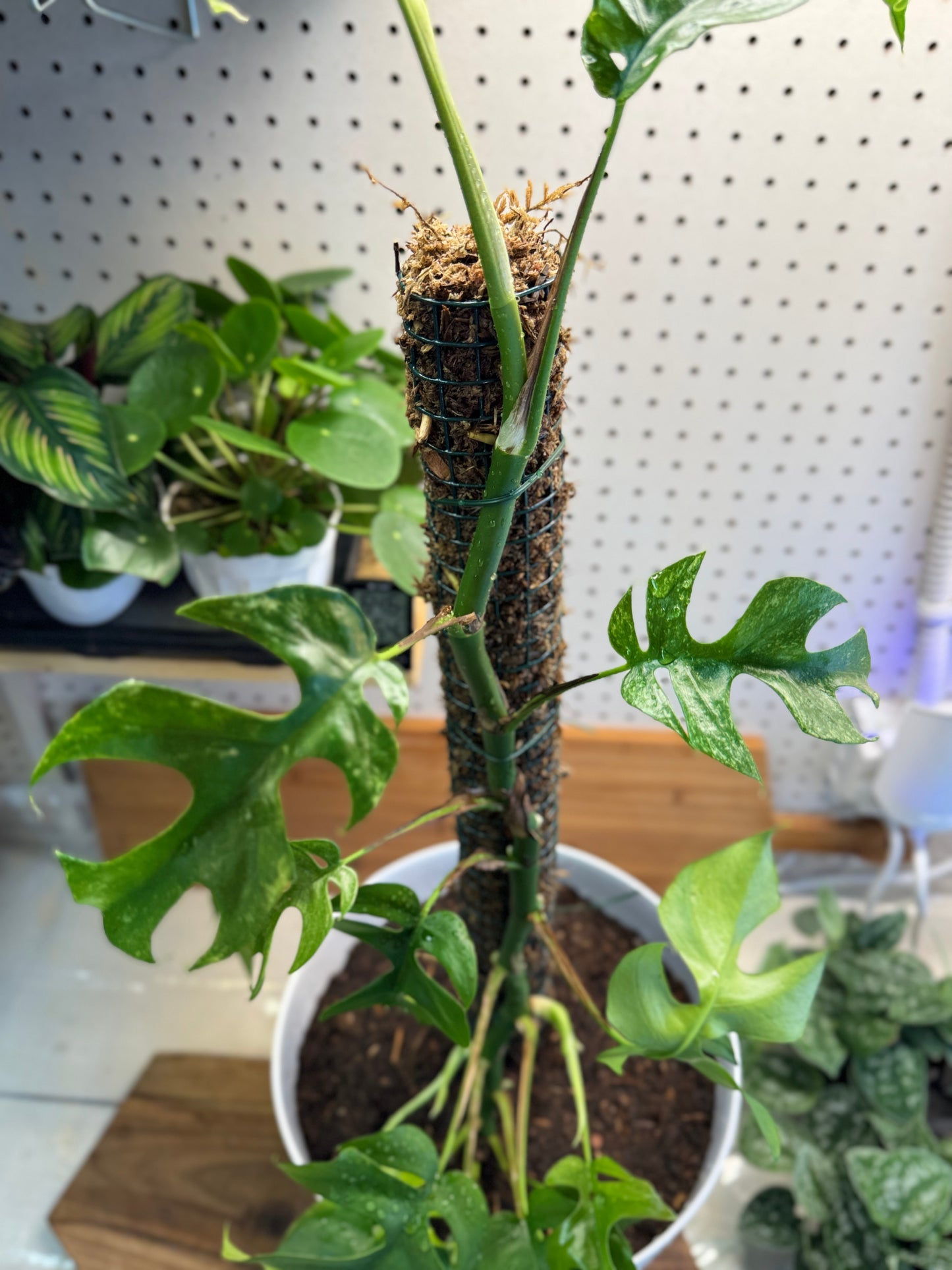 Moss Pole- 24 inch