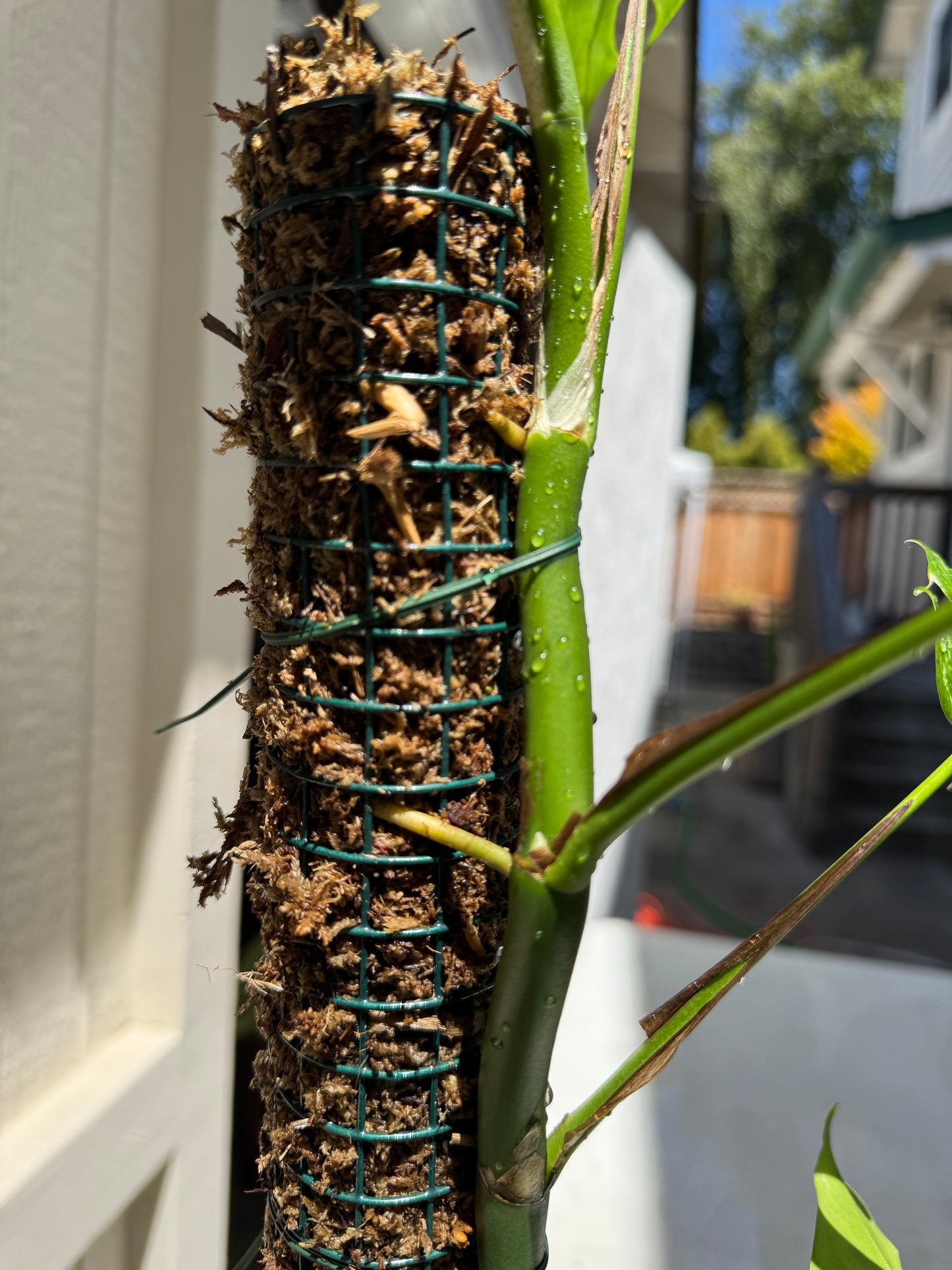 Moss Pole- 24 inch