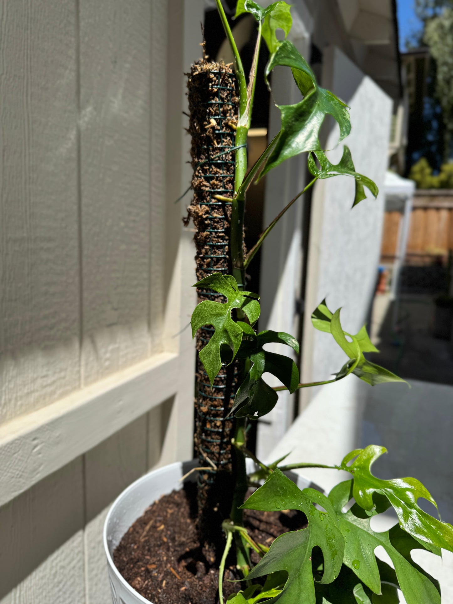 Moss Pole- 24 inch