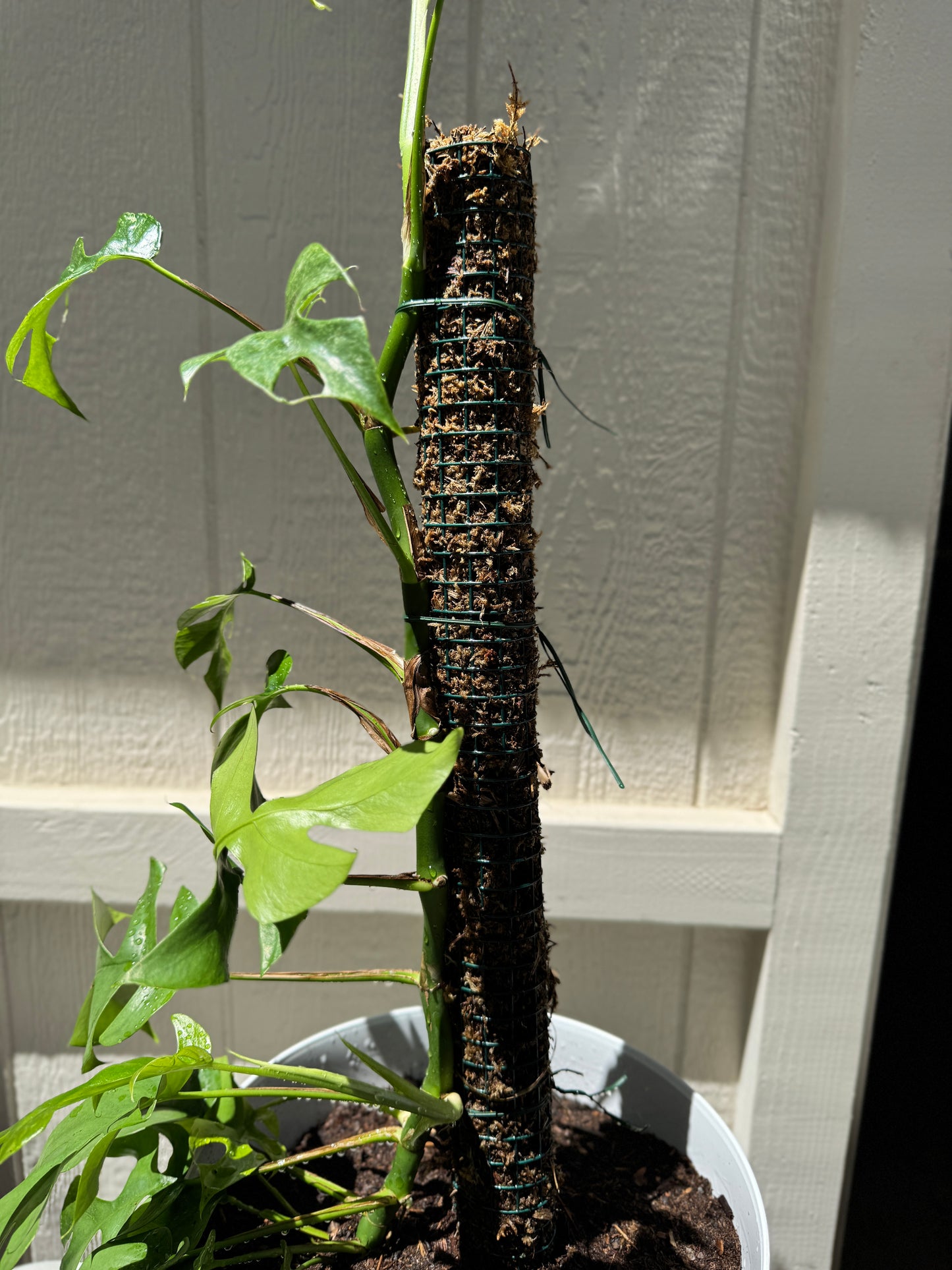 Moss Pole- 24 inch
