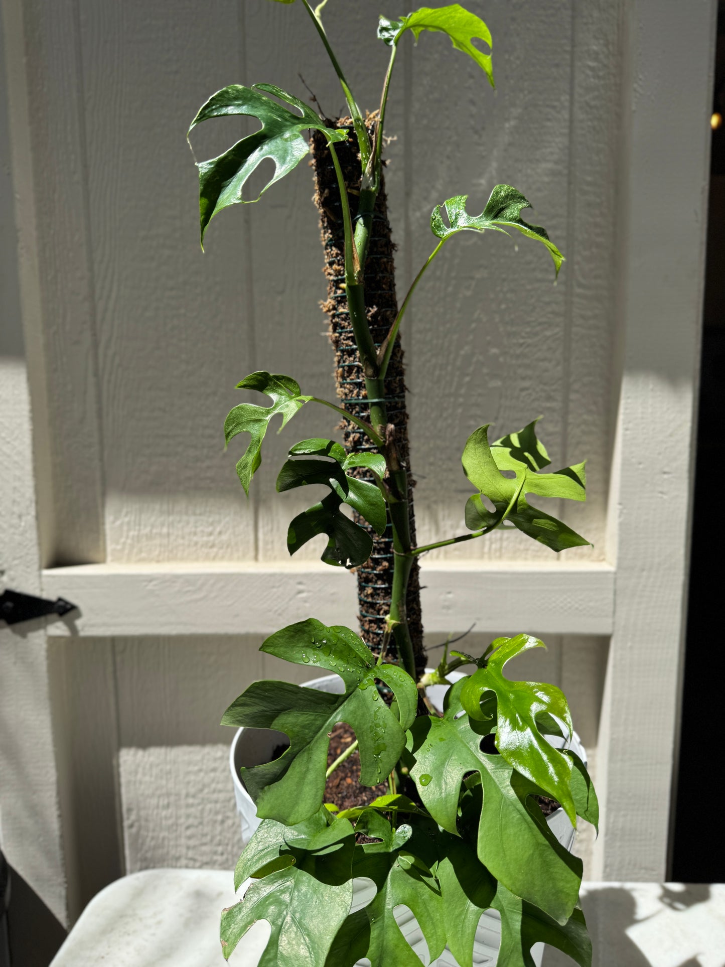 Moss Pole- 24 inch