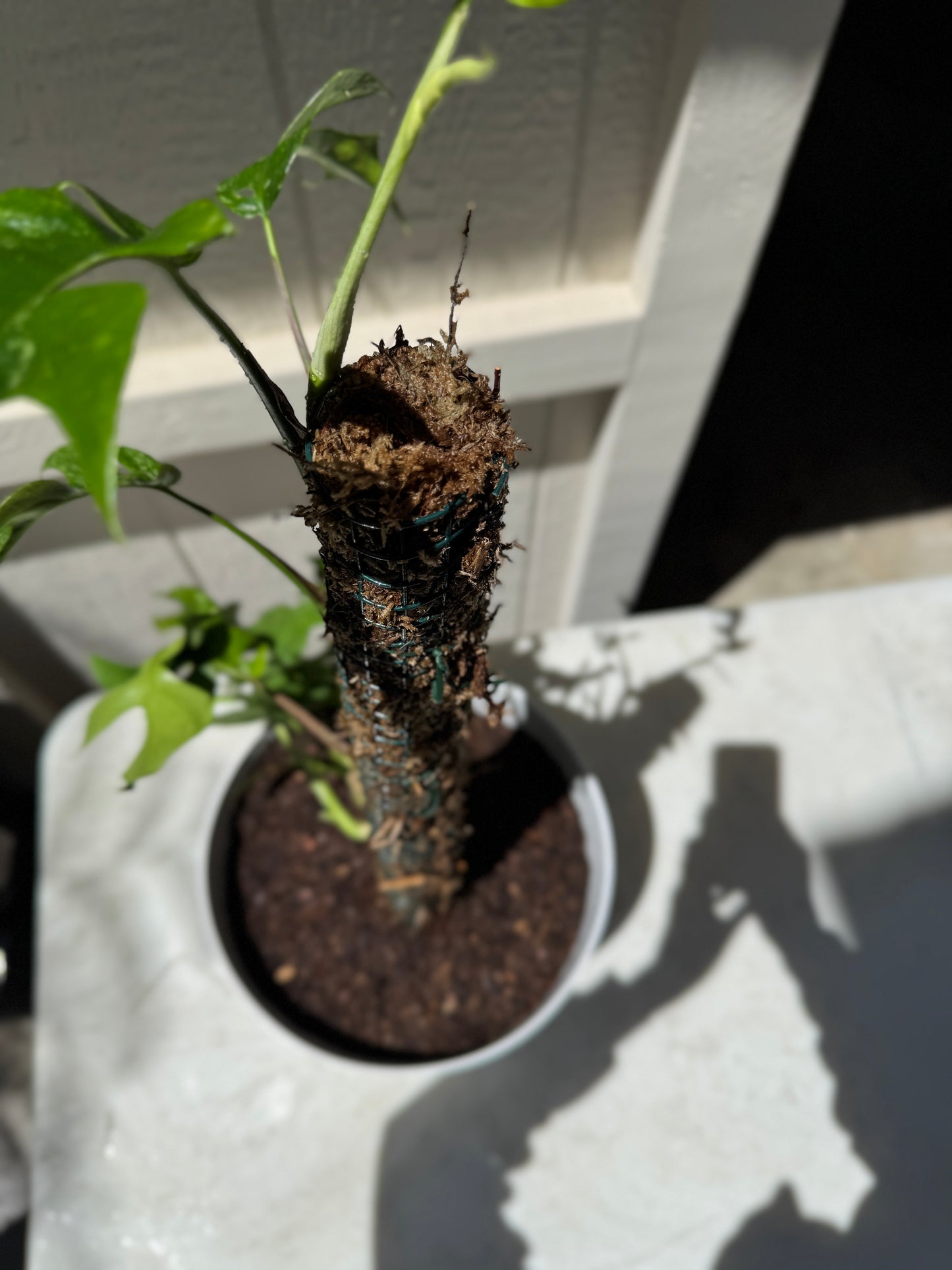 Moss Pole- 24 inch