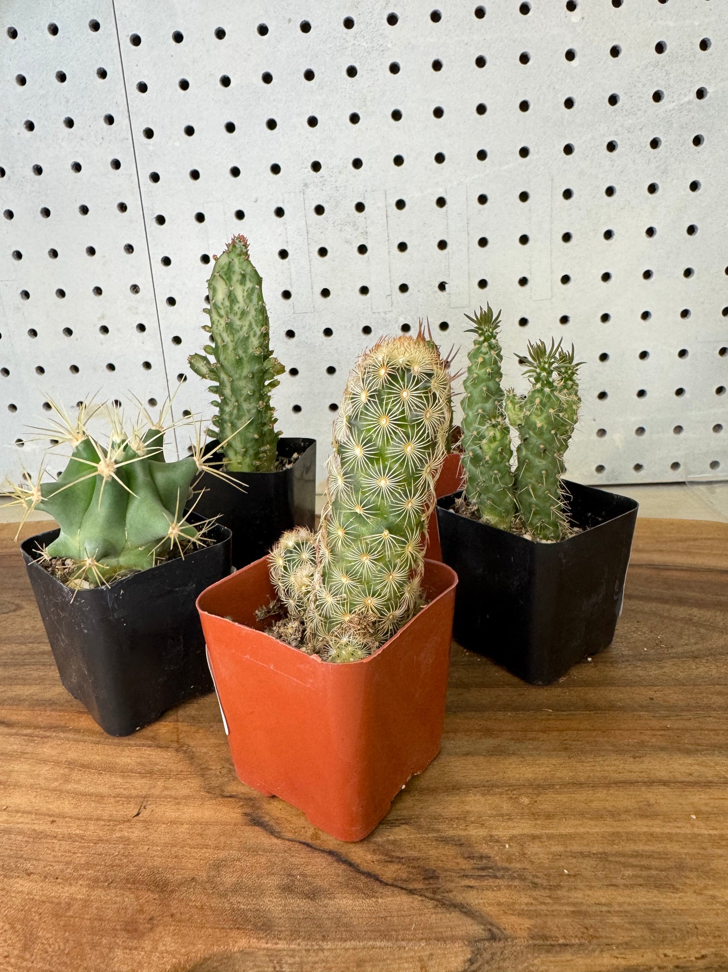 Cacti Assortment 2 inch Austrocylindropuntia, Opuntia Monacantha, Ferocactus glaucescens, Mammillaria elongata, Euphorbia horrida