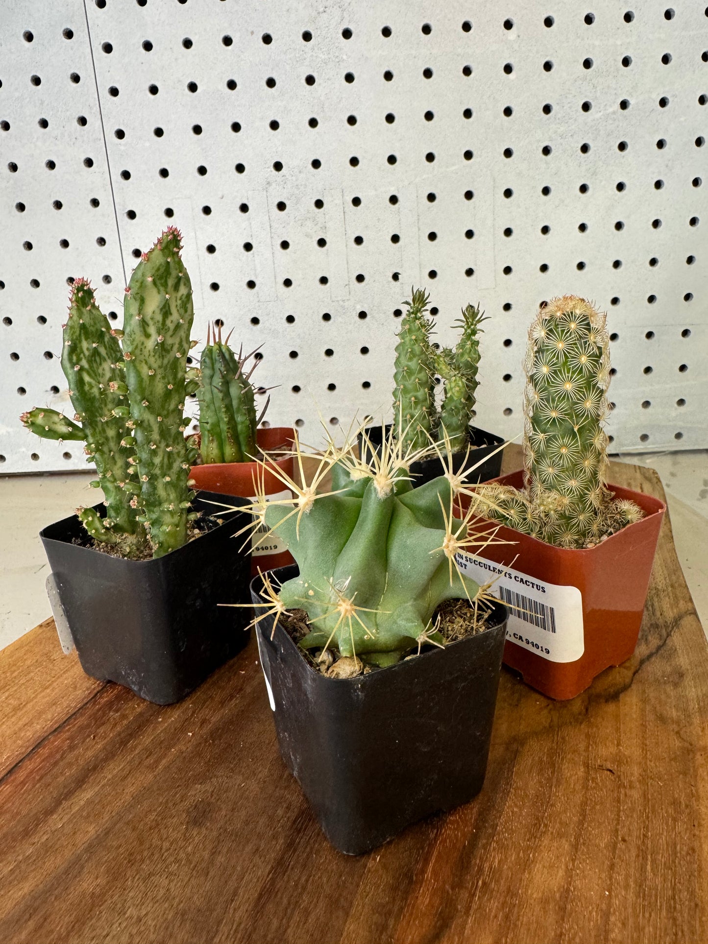 Cacti Assortment 2 inch Austrocylindropuntia, Opuntia Monacantha, Ferocactus glaucescens, Mammillaria elongata, Euphorbia horrida