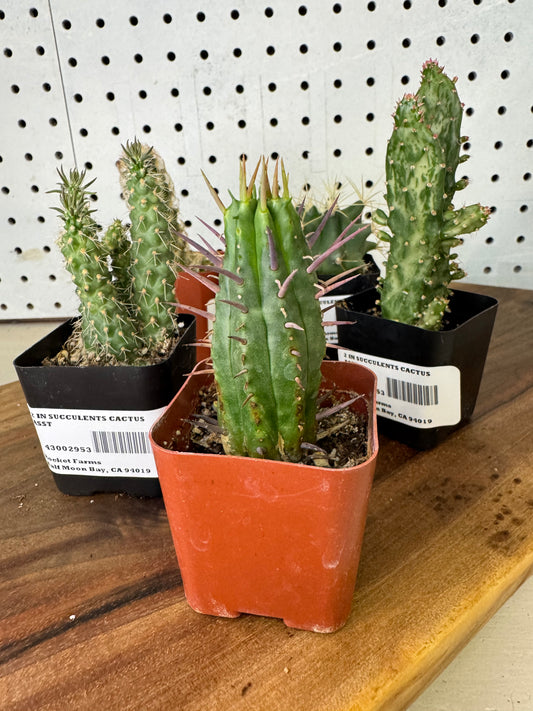 Cacti Assortment 2 inch Austrocylindropuntia, Opuntia Monacantha, Ferocactus glaucescens, Mammillaria elongata, Euphorbia horrida