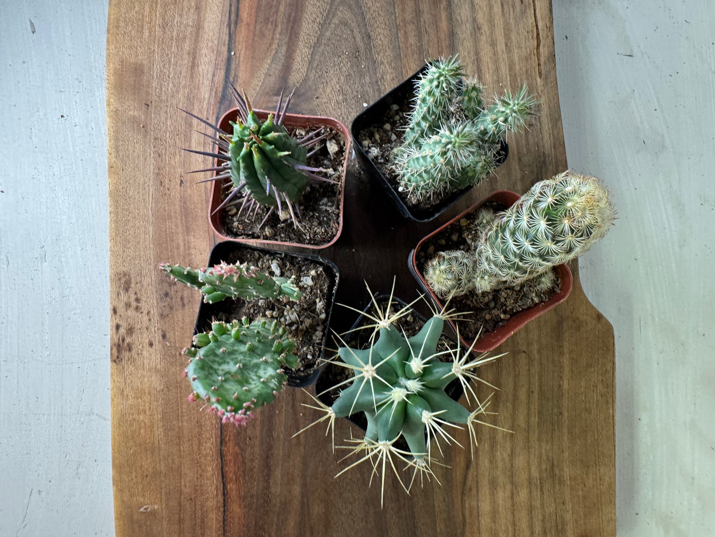 Cacti Assortment 2 inch Austrocylindropuntia, Opuntia Monacantha, Ferocactus glaucescens, Mammillaria elongata, Euphorbia horrida