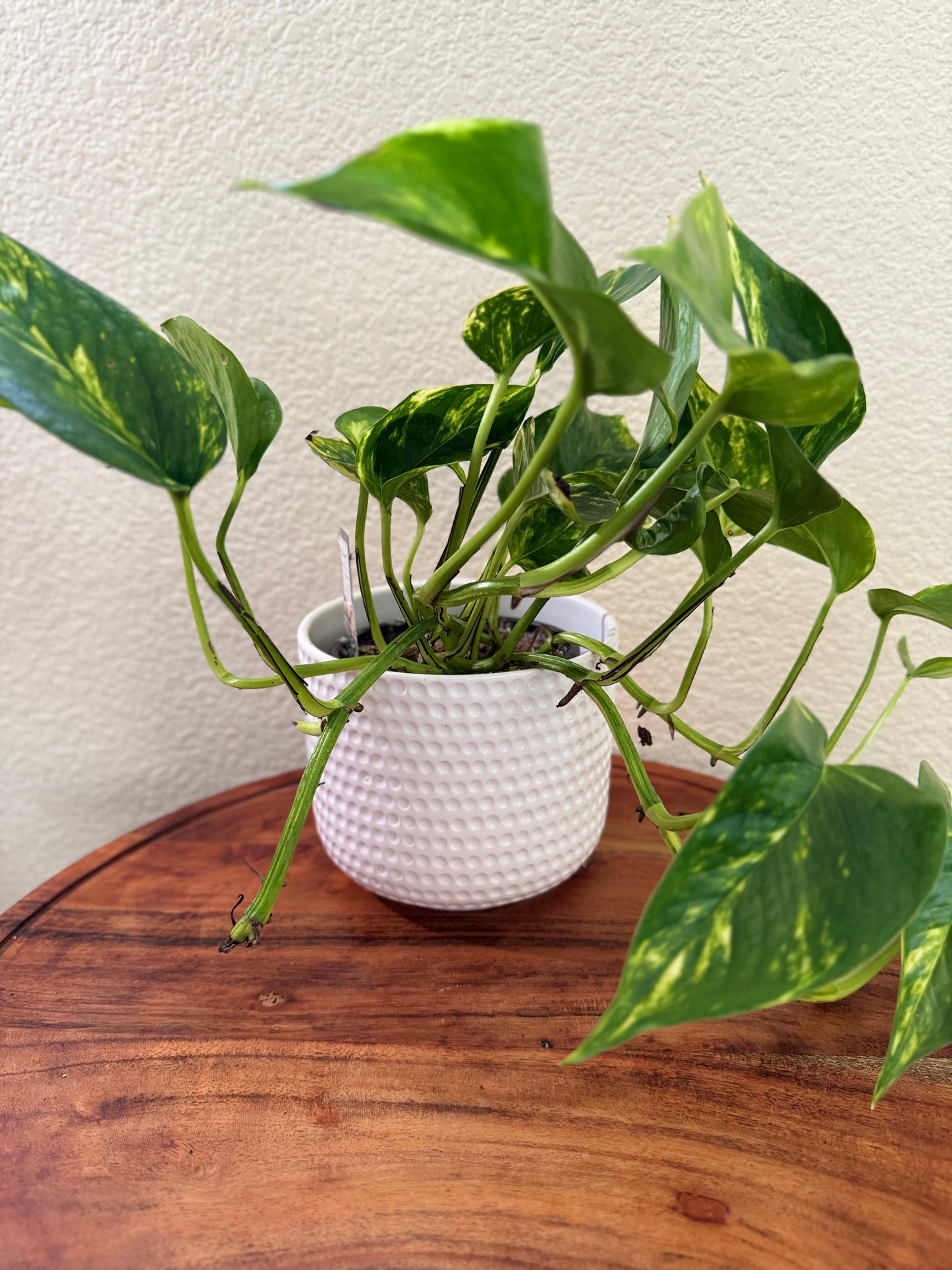 Golden Pothos 4 Inch Nursery Pot - Heart-Shaped Green Leaves with Golden-Yellow Variegation - Ideal for Indoor Care in Bright, Indirect Light