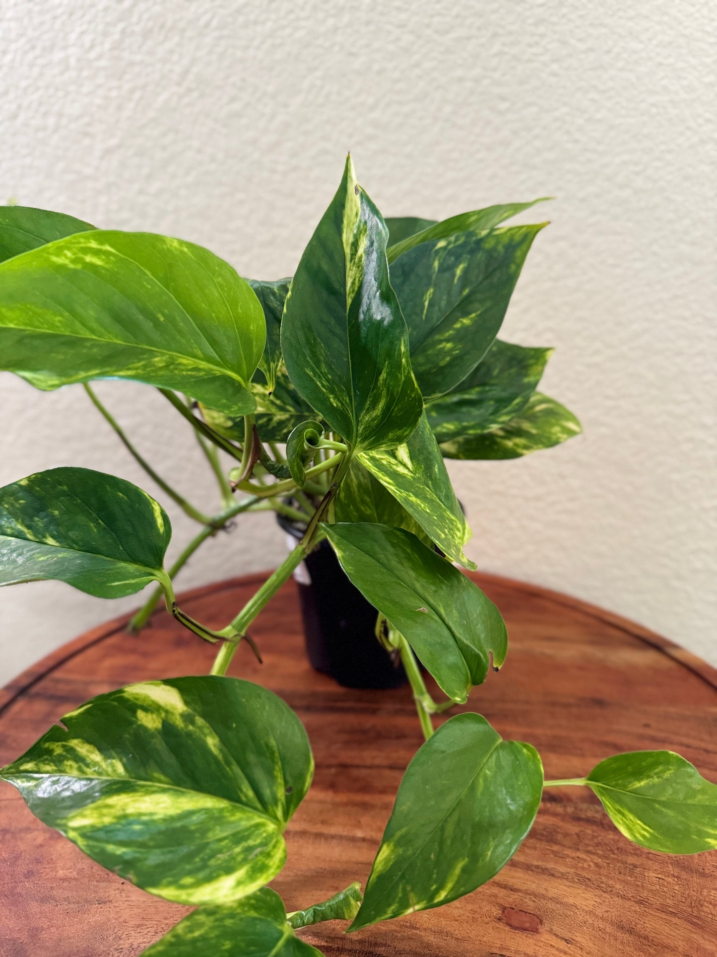 Golden Pothos 4 Inch Nursery Pot - Heart-Shaped Green Leaves with Golden-Yellow Variegation - Ideal for Indoor Care in Bright, Indirect Light